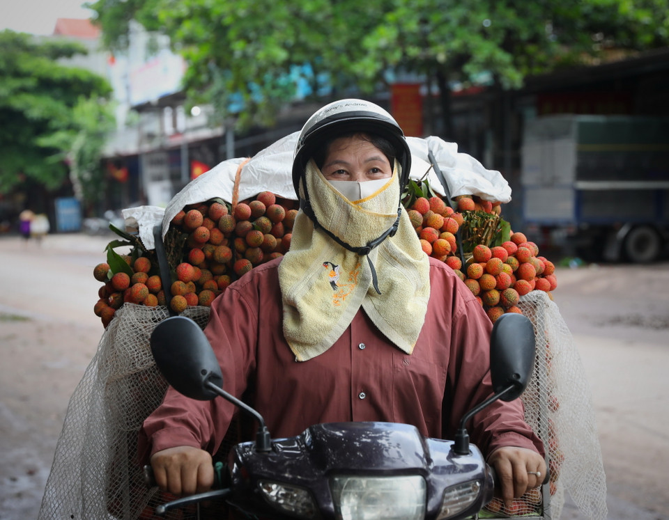 Niềm vui của người nông dân chở những chuyến vải chín sớm cuối cùng tới các điểm cân tại xã Phượng Sơn, huyện Lục Ngạn, tỉnh Bắc Giang. (Ảnh: Danh Lam/TTXVN)