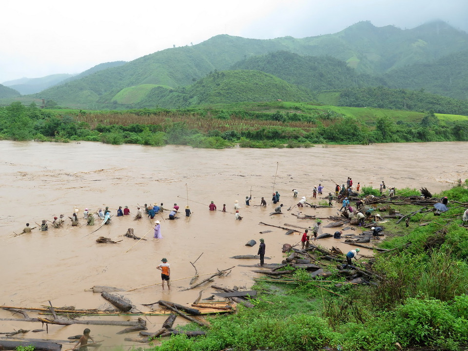 Bất chấp mưa lũ, người dân ở xã Mường Pồn lội ra suối Nậm Mức, Điện Biên để vớt củi. (Ảnh: Văn Dũng/TTXVN)
