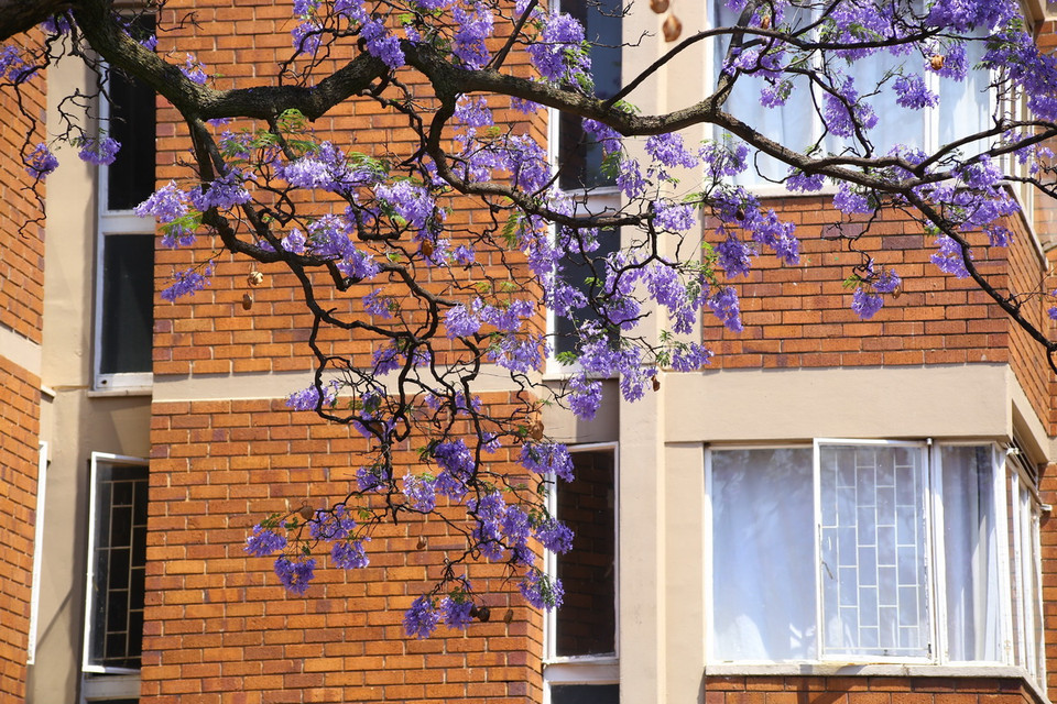 Một cây phượng tím trên khu phố Sunnyside ở trung tâm thủ đô Pretoria, Nam Phi. (Ảnh: Hồng Minh/TTXVN)