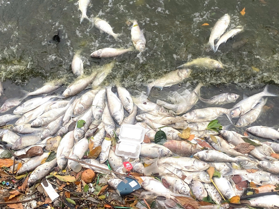 Cá chết tại hồ Tây nhiều nhất ở đoạn ven đường Thanh Niên và Nguyễn Đình Thi. (Nguồn: Vietnam+)