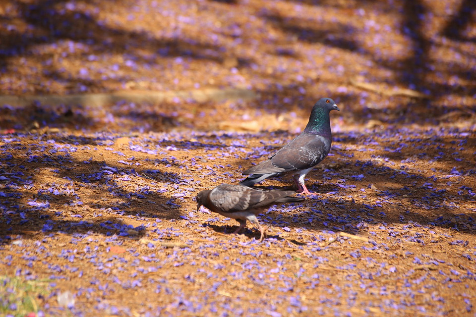 Những chú chim buổi sớm trên thảm hoa phượng tím ở thủ đô Pretoria. (Ảnh: Hồng Minh/TTXVN)