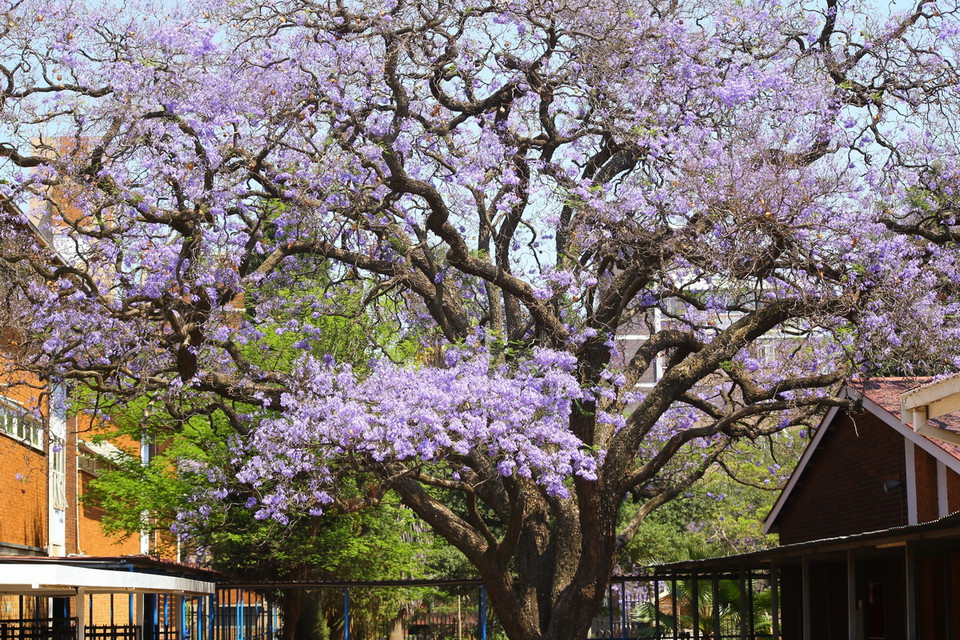 Một trong hai cây hoa phượng tím được trồng tại thủ đô Pretoria (Nam Phi) năm 1888 trong khuôn viên Trường Tiểu học Sunnyside. (Ảnh: Hồng Minh/TTXVN)