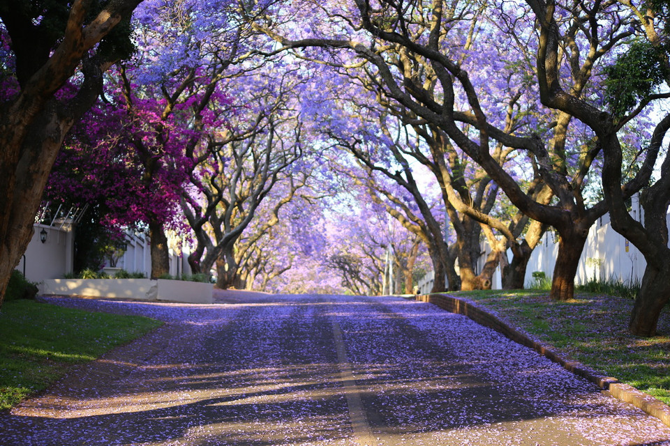 Bình minh màu tím trên con phố ở thủ đô Pretoria. (Ảnh: Hồng Minh/TTXVN)