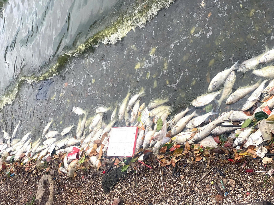 Hiện tượng cá chết tại hồ Tây đã kéo dài hơn 1 tuần. (Nguồn: Vietnam+)