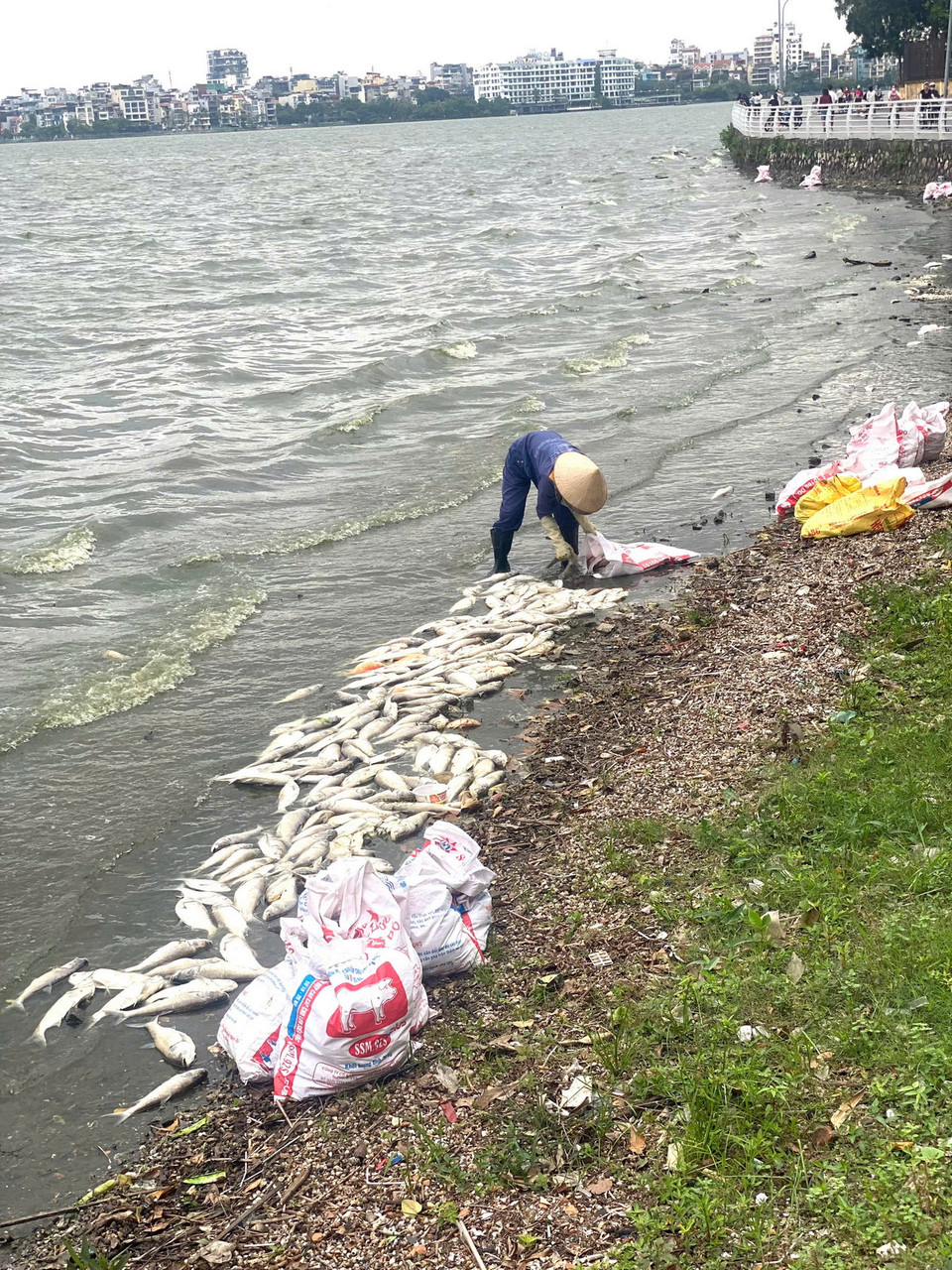 Thu dọn xác cá chết nổi trên hồ Tây. (Nguồn: Vietnam+)