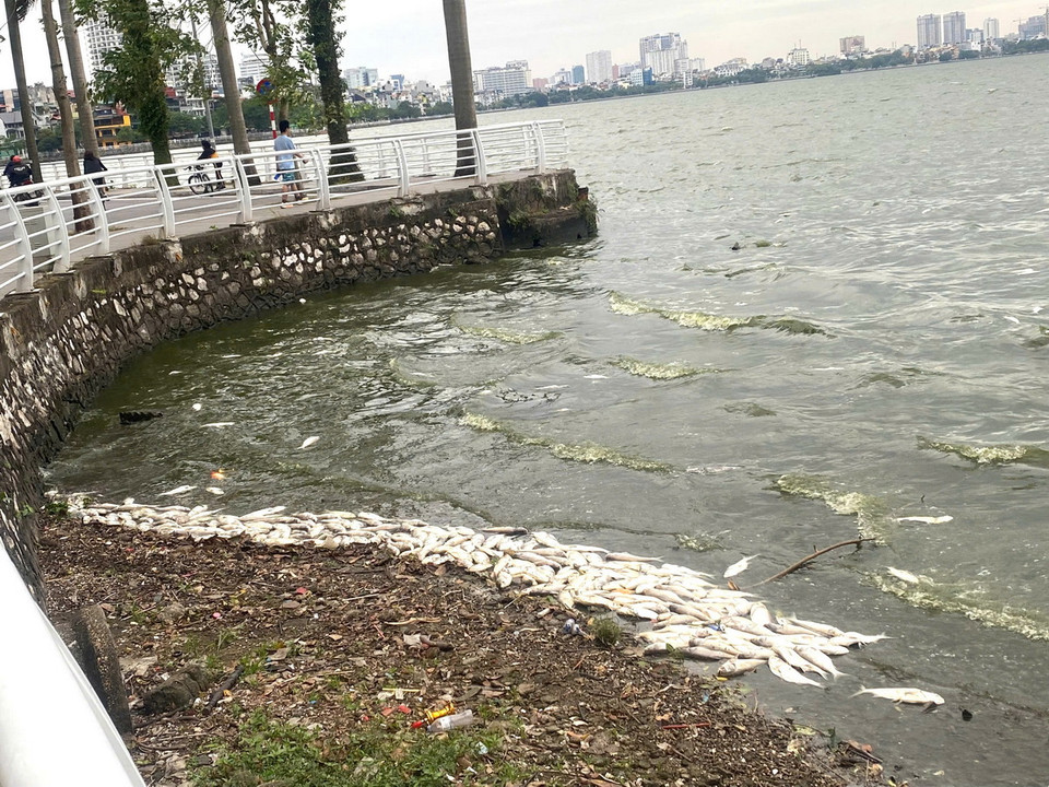 Theo đại diện cơ quan chức năng, thời tiết giao mùa là nguyên nhân chính dẫn tới việc cá chết nhiều ở hồ Tây. (Nguồn: Vietnam+)