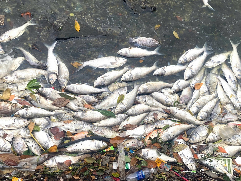 Tình trạng cá chết nổi trắng nhiều khu vực mặt hồ Tây gây ô nhiễm môi trường, bốc mùi hôi thối, ảnh hưởng tới sức khỏe người dân. (Nguồn: Vietnam+)