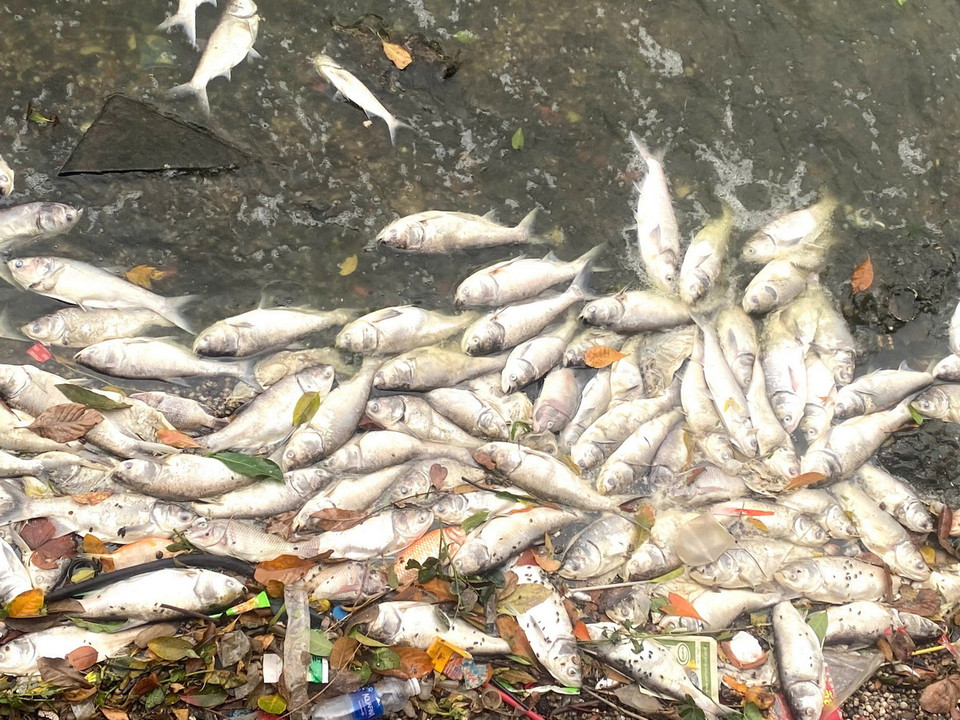 Cá chết tại hồ Tây nhiều nhất ở đoạn ven đường Thanh Niên và Nguyễn Đình Thi. (Nguồn: Vietnam+)