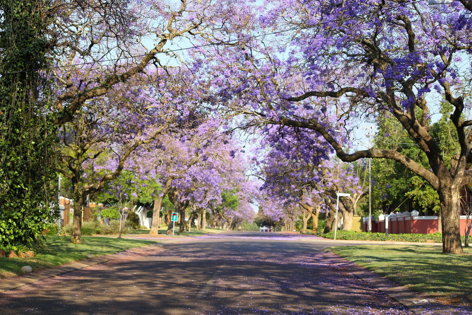 Một con phố ở thủ đô Pretoria (Nam Phi) ngập tràn sắc tím vào buổi sáng sớm. (Ảnh: Hồng Minh/TTXVN)