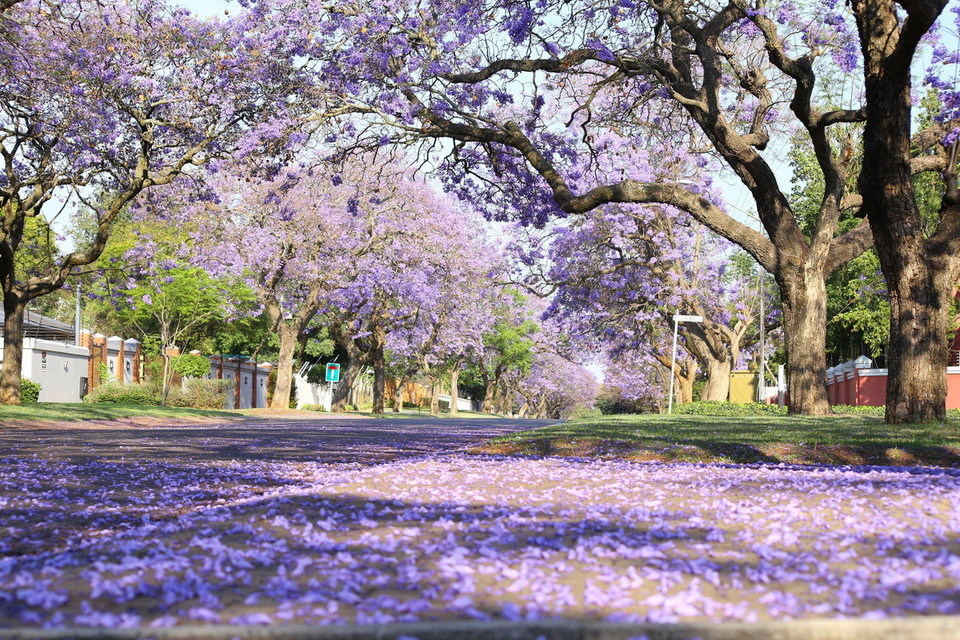 Mỗi buổi sáng, nhiều con đường ở thủ đô Pretoria (Nam Phi) đều ngập trong màu tím của những cành hoa rung rinh trong gió, màu tím của những cánh hoa rụng trải thảm trên đường. (Ảnh: Hồng Minh/TTXVN)