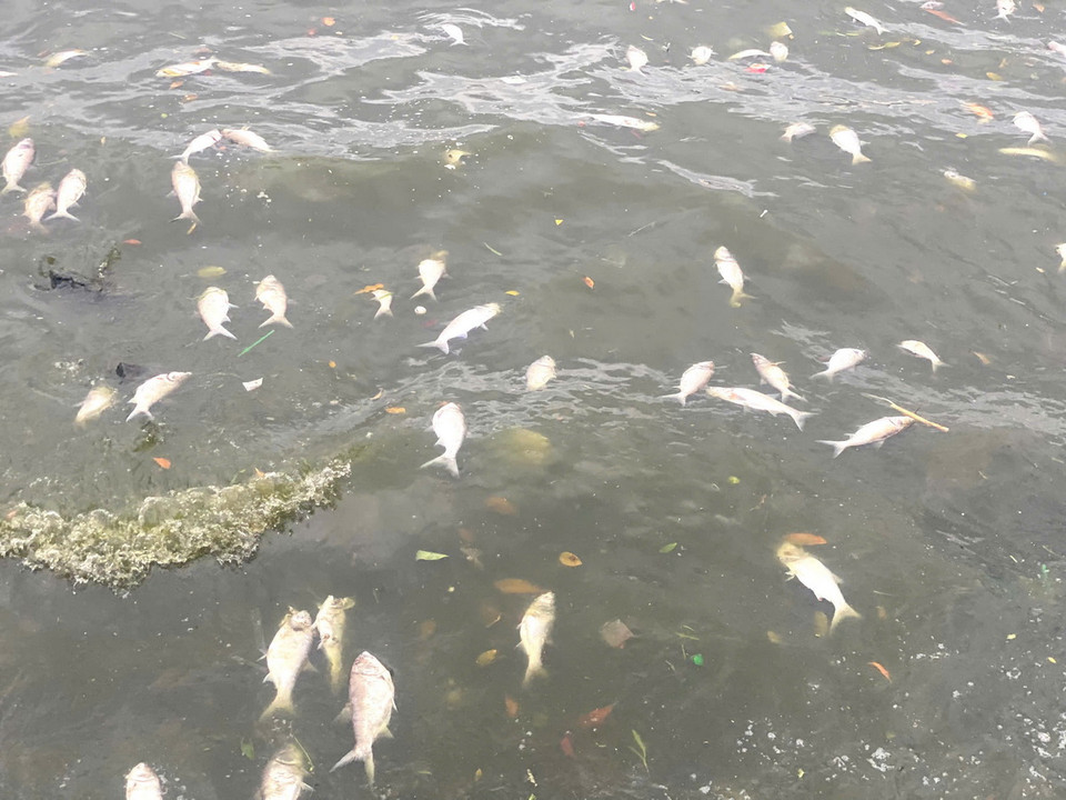 Cá chết chủ yếu là cá mè. (Nguồn: Vietnam+)