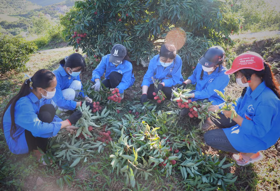 Các tình nguyện viên Đoàn thanh niên huyện Lục Ngạn giúp người dân thu hoạch vải thiều. (Ảnh: Danh Lam/TTXVN)