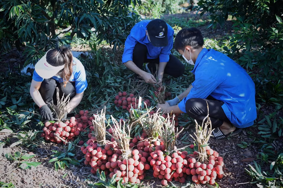 Các tình nguyện viên Đoàn thanh niên huyện Lục Ngạn giúp người dân thu hoạch vải thiều. (Ảnh: Danh Lam/TTXVN)