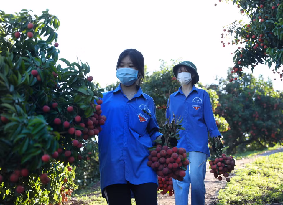 Các thanh niên tình nguyện huyện Lục Ngạn giúp người dân thu hoạch vải thiều. (Ảnh: Danh Lam/TTXVN)