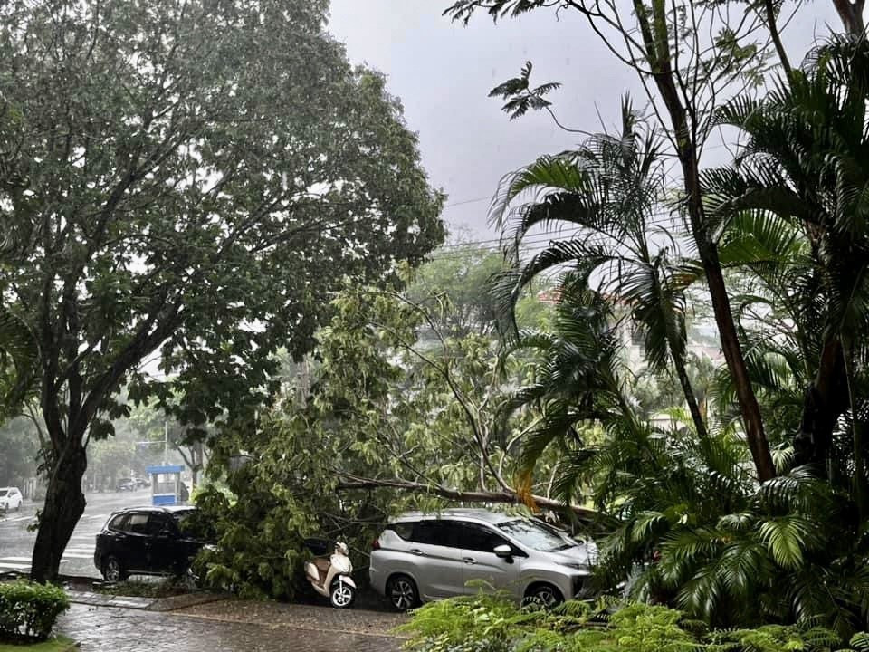 Giông lốc khiến cây ngã đổ tại khu đô thị Phú Mỹ Hưng (quận 7) nhưng không gây thương vong về người. (Ảnh: Hồng Giang/TTXVN)