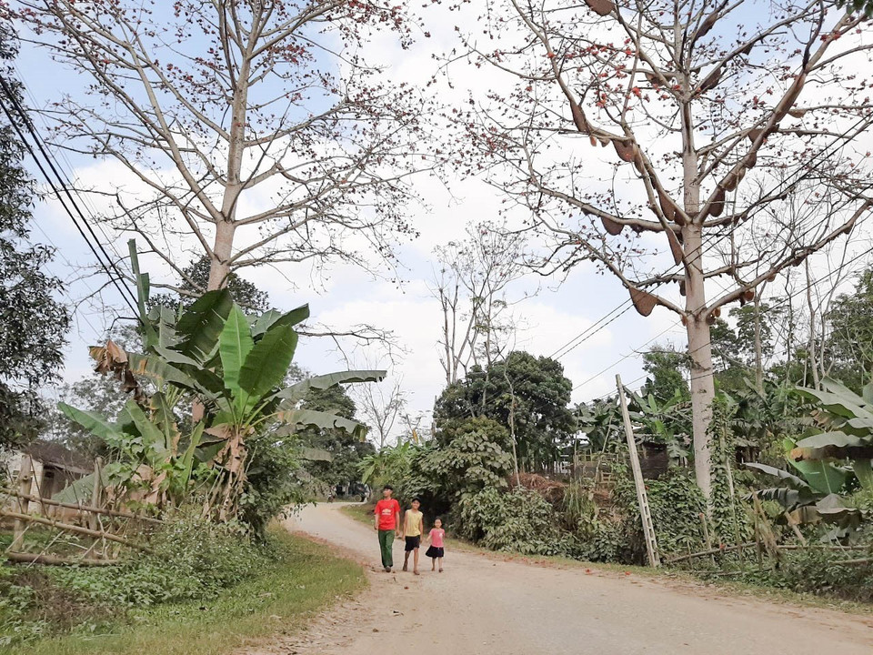  Vẻ đẹp của cây gạo có nhiều đàn ong mật làm tổ khiến nhiều người thích thú. (Ảnh: Nguyễn Oanh/TTXVN)