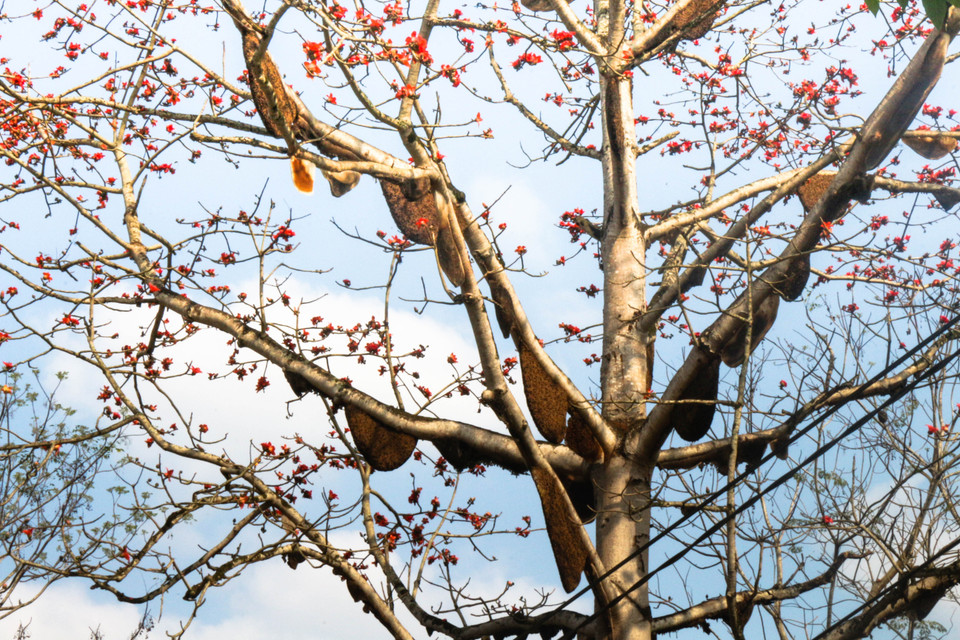  Cây hoa gạo đỏ rực có đến 40 tổ ong về làm mật ở xã Thành Sơn. (Ảnh: Nguyễn Oanh/TTXVN)