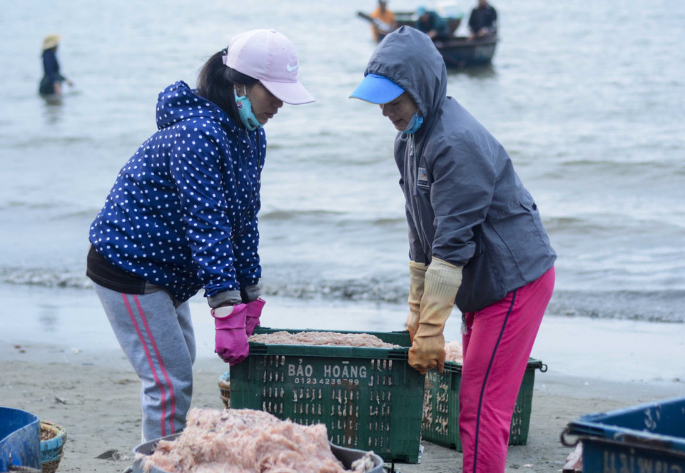 Người dân vận chuyển những thúng ruốc tươi lên bờ. (Ảnh: Văn Dũng/TTXVN)