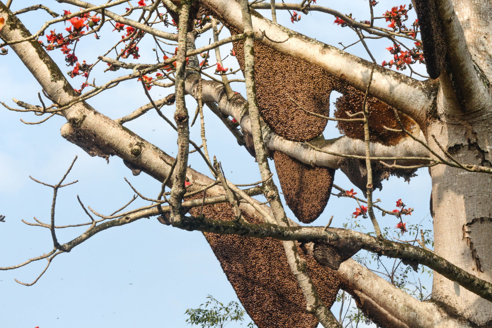 Cây gạo này nằm trong vườn của gia đình bà Nguyễn Thị Hoàn, xã Thành Sơn, huyện Anh Sơn, Nghệ An. (Ảnh: Nguyễn Oanh/TTXVN)