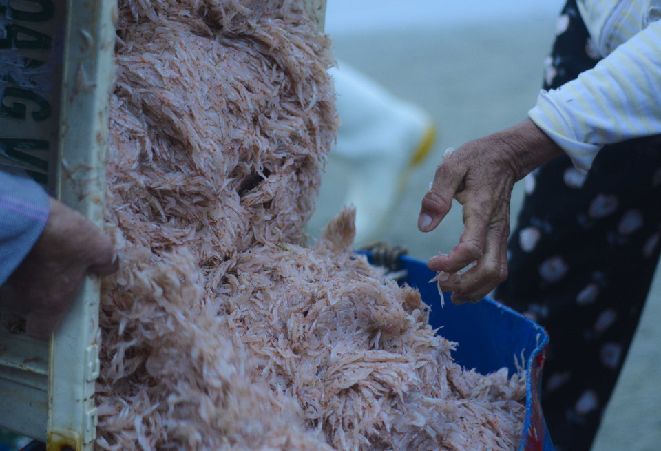 Ruốc biển tươi. (Ảnh: Văn Dũng/TTXVN)