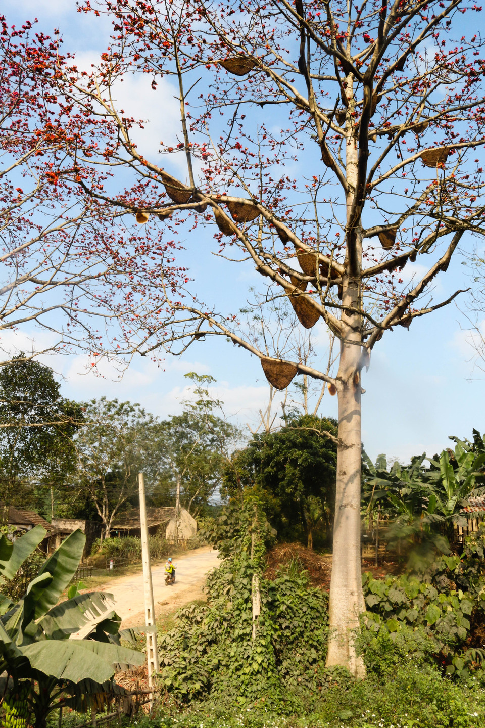  Vẻ đẹp của cây gạo có nhiều đàn ong mật làm tổ khiến nhiều người thích thú. (Ảnh: Nguyễn Oanh/TTXVN)