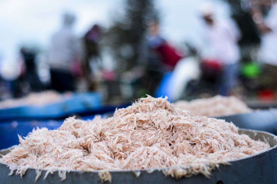 Ruốc biển tươi. (Ảnh: Văn Dũng/TTXVN)