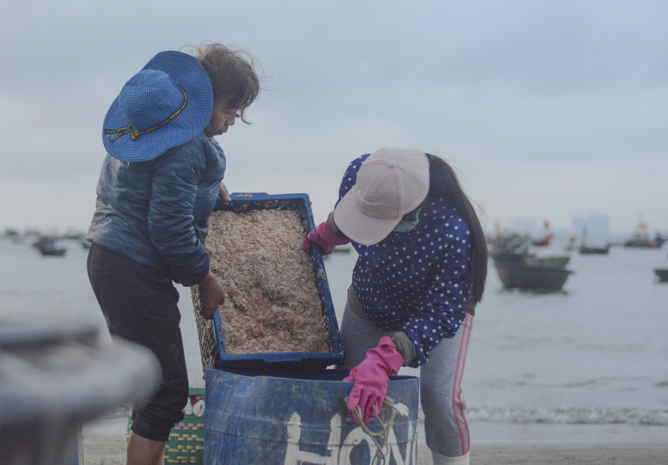 Người dân đổ ruốc vào thùng để thương lái mang đi tiêu thụ.(Ảnh: Văn Dũng/TTXVN)