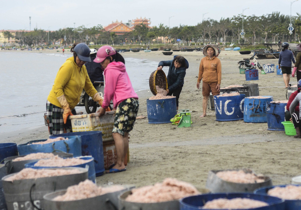 'Chợ ruốc' được họp từ khoảng 1 giờ sáng đến 7 giờ sáng. (Ảnh: Văn Dũng/TTXVN)