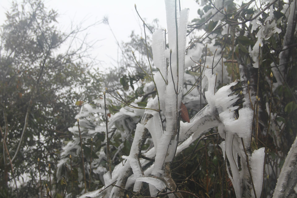 Băng giá trên đỉnh Trống Páo Sang, xã La Pán Tẩn, huyện Mù Cang Chải, Yên Bái. (Ảnh: Đỗ Tuấn Anh/TTXVN)
