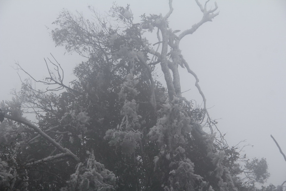 Băng giá trên đỉnh Trống Páo Sang, xã La Pán Tẩn, huyện Mù Cang Chải, Yên Bái. (Ảnh: Đỗ Tuấn Anh/TTXVN)