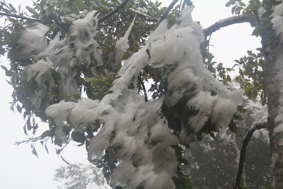 Băng giá trên đỉnh Trống Páo Sang, xã La Pán Tẩn, huyện Mù Cang Chải, Yên Bái. (Ảnh: Đỗ Tuấn Anh/TTXVN)