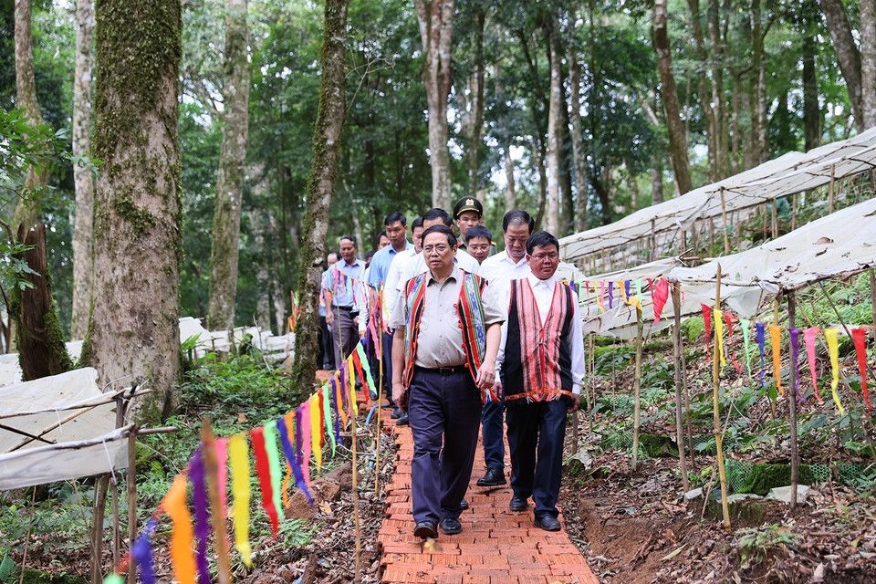 Thủ tướng Phạm Minh Chính khảo sát tại vườn sâm Ngọc Linh ở xã Măng Ri, huyện Tu Mơ Rông, Kon Tum. (Ảnh: Dương Giang/TTXVN)