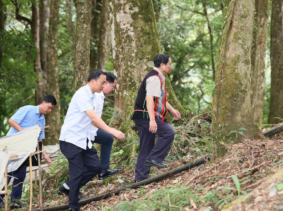 Thủ tướng Phạm Minh Chính khảo sát tại vườn sâm Ngọc Linh ở xã Măng Ri, huyện Tu Mơ Rông, Kon Tum. (Ảnh: Dương Giang/TTXVN)