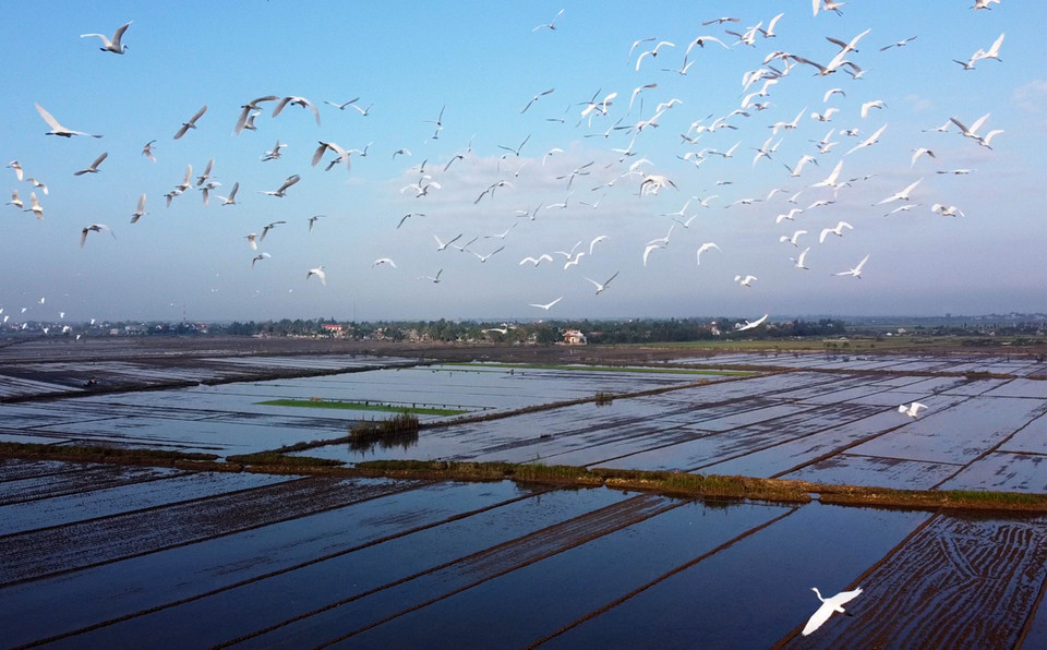 Trên những cánh đồng ở tỉnh Thừa Thiên-Huế đang có rất nhiều đàn chim, cò kéo về, tìm theo các kênh mương, thửa ruộng đang cạn nước hoặc ruộng lúa vừa xuống giống để kiếm ăn. (Ảnh: Hồ Cầu/TTXVN)