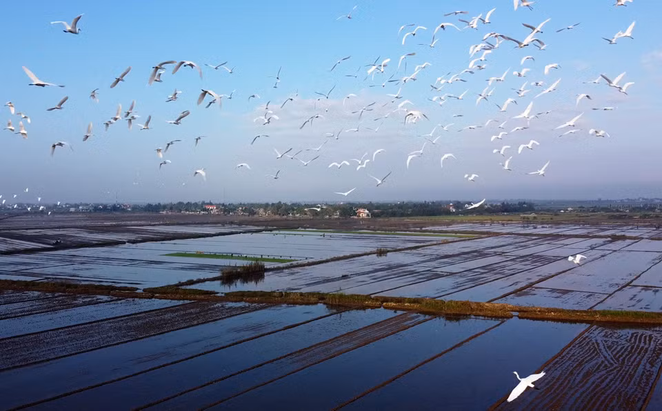 Trên những cánh đồng ở tỉnh Thừa Thiên-Huế đang có rất nhiều đàn chim, cò kéo về, tìm theo các kênh mương, thửa ruộng đang cạn nước hoặc ruộng lúa vừa xuống giống để kiếm ăn. (Ảnh: Hồ Cầu/TTXVN)