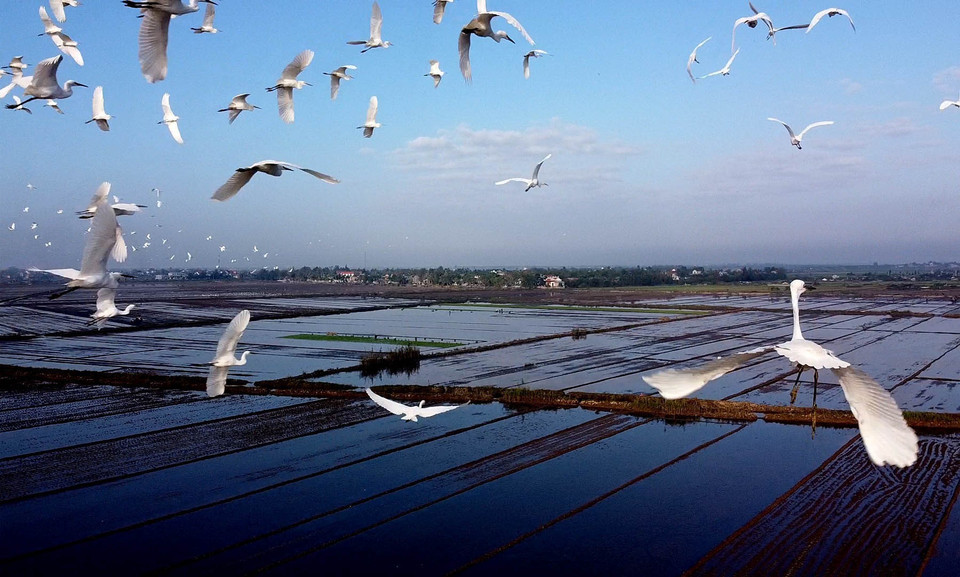 Đàn cò trắng bay lượn trên cánh đồng ở xã Hương Phong, thị xã Hương Trà. (Ảnh: Hồ Cầu/TTXVN)