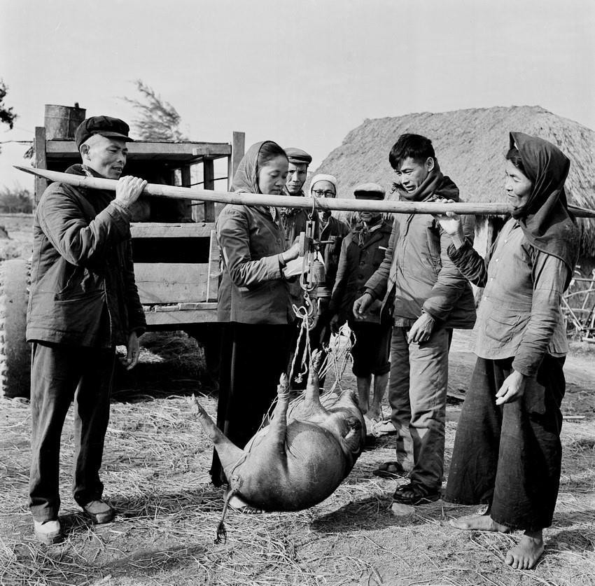 Đội sản xuất Nam Khánh - đội lao động XHCN của hợp tác xã Mỹ Thuận, huyện Mỹ Lộc, tỉnh Nam Hà cân lợn bán cho nhà nước (tháng 11/1968). (Ảnh: Minh Trường/TTXVN)