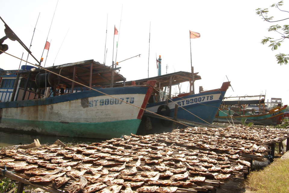Nguồn cá lúc cập cảng phải nhanh tay chọn ngay và phải sơ chế liền để đảm bảo vị tươi ngon của nguồn nguyên liệu. (Ảnh: Chanh Đa/TTXVN)