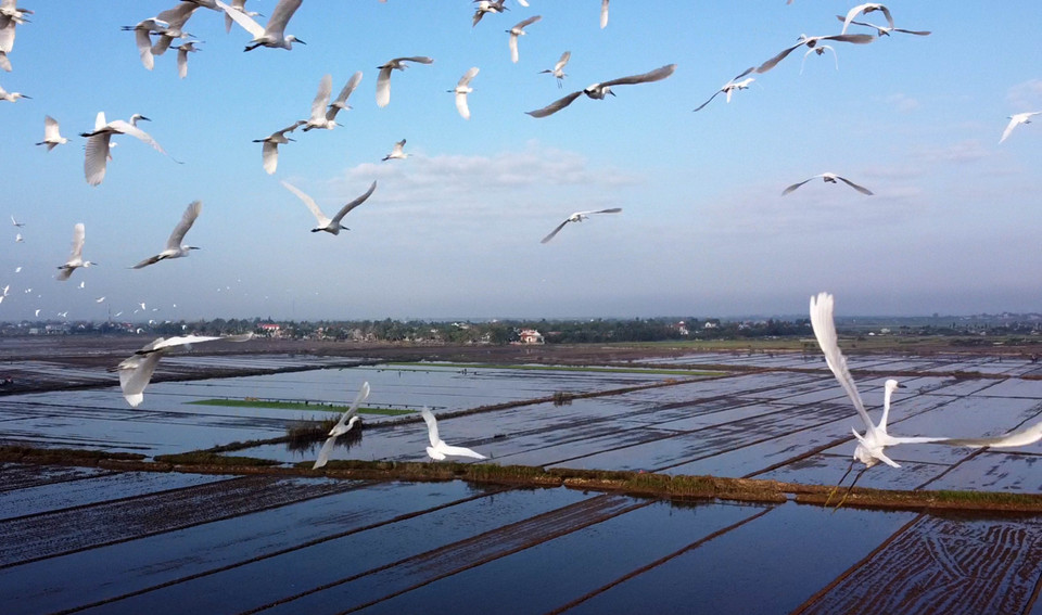 Đàn cò trắng bay lượn trên cánh đồng ở xã Hương Phong, thị xã Hương Trà. (Ảnh: Hồ Cầu/TTXVN)