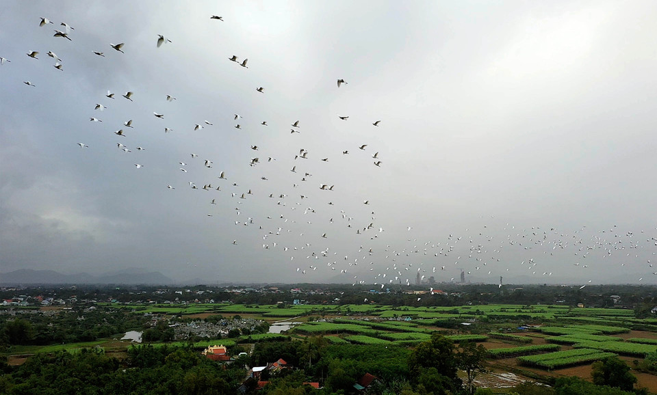 Đàn cò trắng bay lượn trên cánh đồng ở xã Quảng Phú, huyện Quảng Điền. (Ảnh: Hồ Cầu/TTXVN)