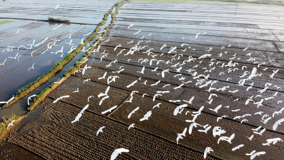 Đàn cò trắng bay lượn trên cánh đồng ở xã Hương Phong, thị xã Hương Trà. (Ảnh: Hồ Cầu/TTXVN)