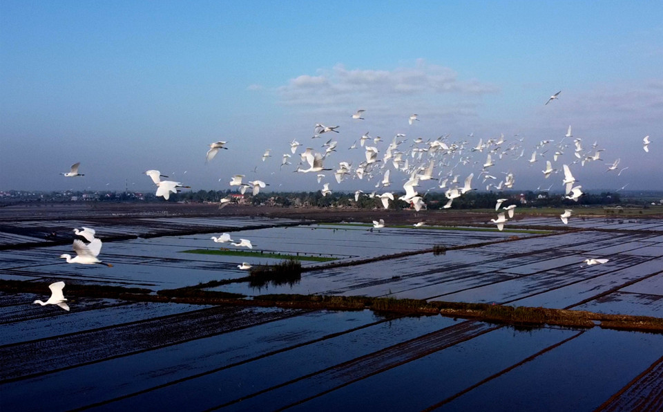 Đàn cò trắng bay lượn trên cánh đồng ở xã Hương Phong, thị xã Hương Trà. (Ảnh: Hồ Cầu/TTXVN)