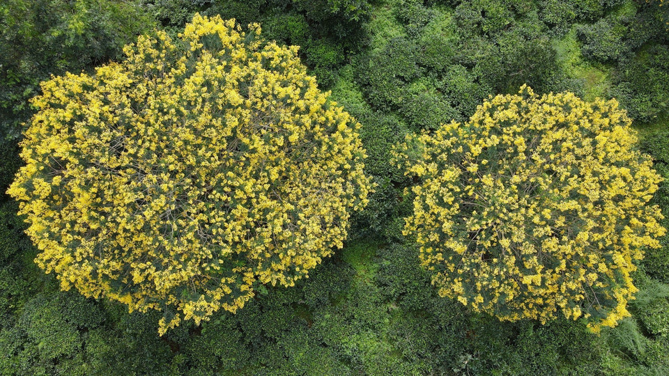 Hoa muồng vàng nở rực trên các đồi chè trên địa bàn tỉnh Gia Lai. (Ảnh: Hồng Điệp/TTXVN)