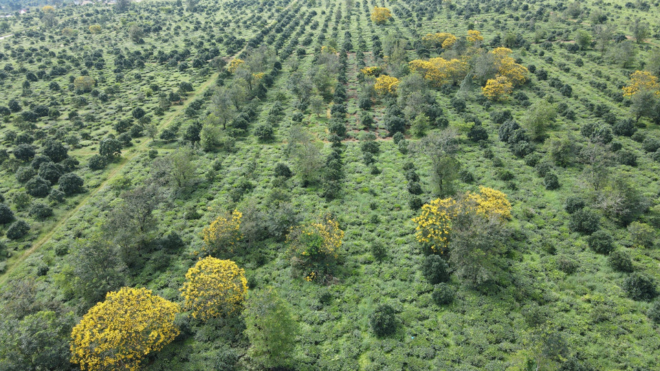 Hoa muồng vàng nở rực trên các đồi chè trên địa bàn tỉnh Gia Lai.(Ảnh: Hồng Điệp/TTXVN)