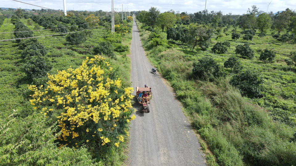 Hoa muồng vàng nở rực trên các đồi chè trên địa bàn tỉnh Gia Lai. (Ảnh: Hồng Điệp/TTXVN)