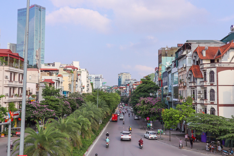 Dọc theo đường Đào Tấn, Trần Thái Tông, Đinh Núp, Kim Mã…, bằng lăng nở rực rỡ sắc tím, phủ tán rộng mang lại bóng râm, không gian tươi mới, đầy sức sống trong những ngày hè oi ả. (Ảnh: Vietnam+)