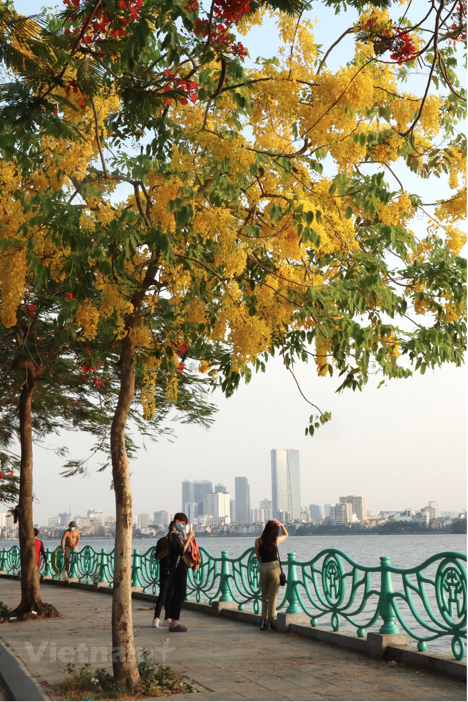 Mỗi mùa hoa chỉ kéo dài khoảng 2-3 tháng song cũng đủ tạo dấu ấn đặc biệt trong lòng những ai có dịp ngắm nhìn bởi màu sắc rực rỡ của nó. (Ảnh: Vietnam+)