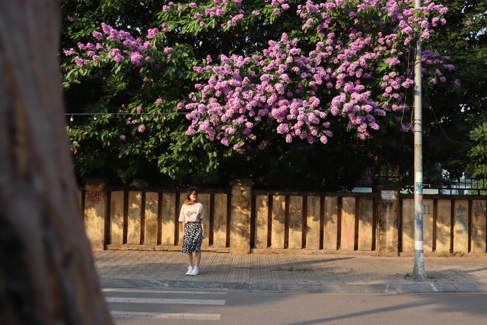 Hoa bằng lăng (hay còn được gọi là bằng lăng nước) có nguồn gốc từ Ấn Độ, Đông Nam Á và một số nước có khí hậu nhiệt đới. Đây là loại cây thân gỗ, phân nhiều nhánh ở trên cao. Hoa thường nở rộ vào mùa Hè với nhiều màu sắc khác nhau như tím, hồng, trắng pha chút tím. (Ảnh: Vietnam+)