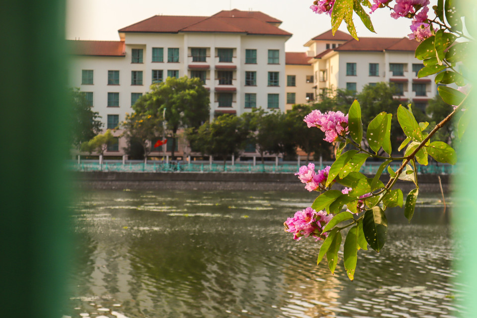 Hoa bằng lăng cũng từ đó trở thành loài hoa tượng trưng cho sự ngây thơ, trong sáng của mối tình đầu thuở học trò. ‘Nắng gửi gì cho hoa bằng lăng/Mà đượm màu tím biếc/ Em đi qua bâng khuâng chợt tiếc/ Ôi màu mực tím năm nào…’ (Vũ Hoàng – Mỹ Tâm). (Ảnh: Vietnam+)