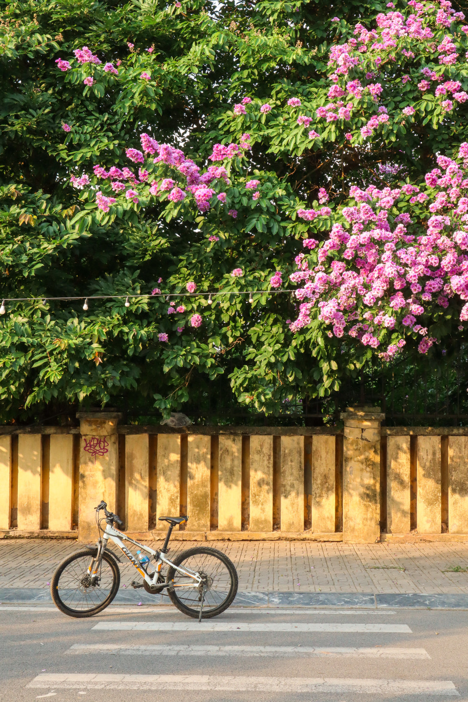 Tương truyền trong dân gian, trong một lần công chúa út con của vua trời phạm quy cấm kỵ, trót yêu chàng thư sinh dưới dương gian đã làm vua cha nổi giận, hoá phép nàng thành hoa bằng lăng. Thế nên từ đó người ta cho rằng hoa bằng lăng tím là loài hoa của sự thủy chung. (Ảnh: Vietnam+)